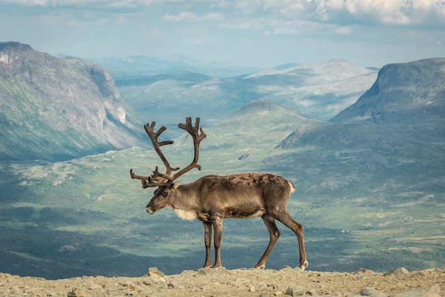 Filming Norway’s wildlife with LoopFilm